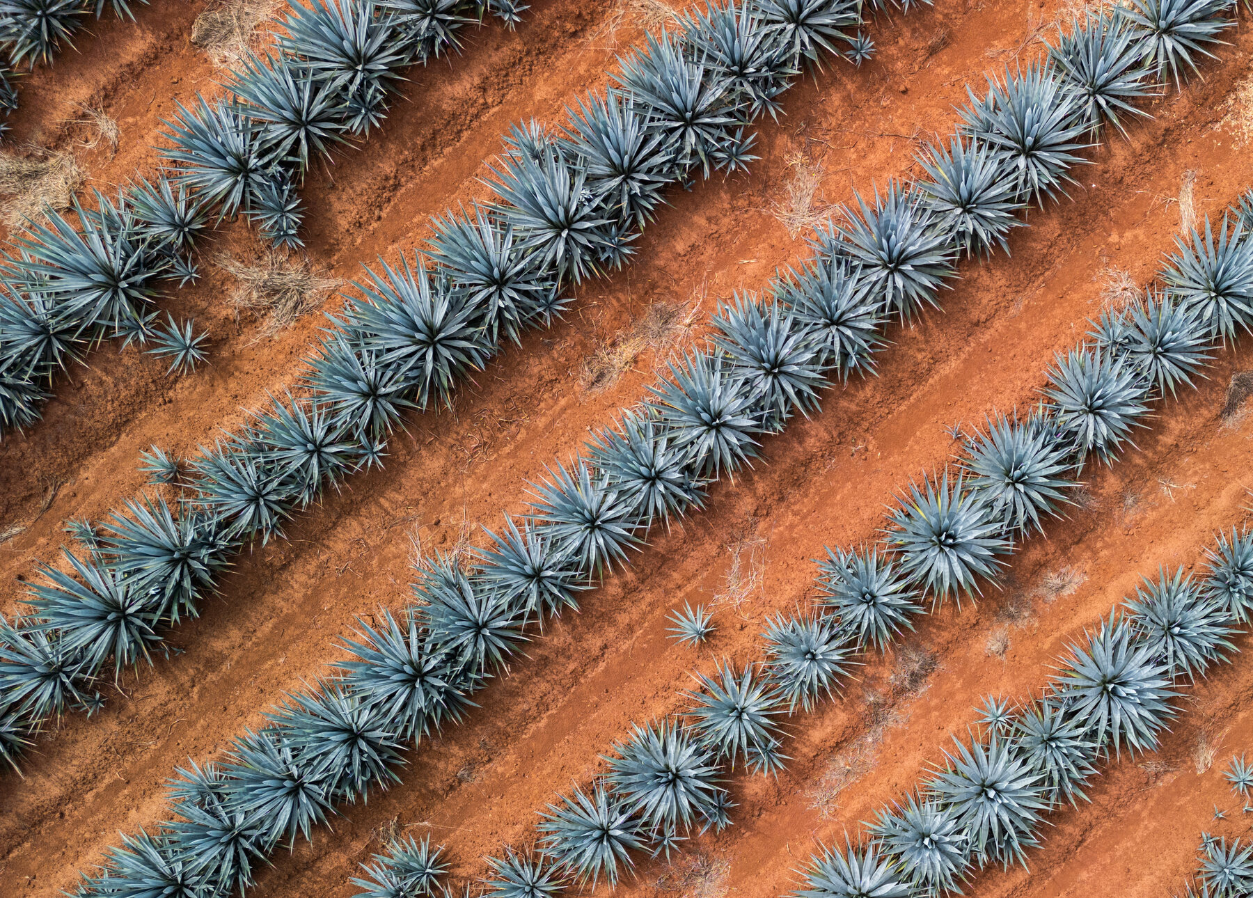Campo real de agave azul en Jalisco, México