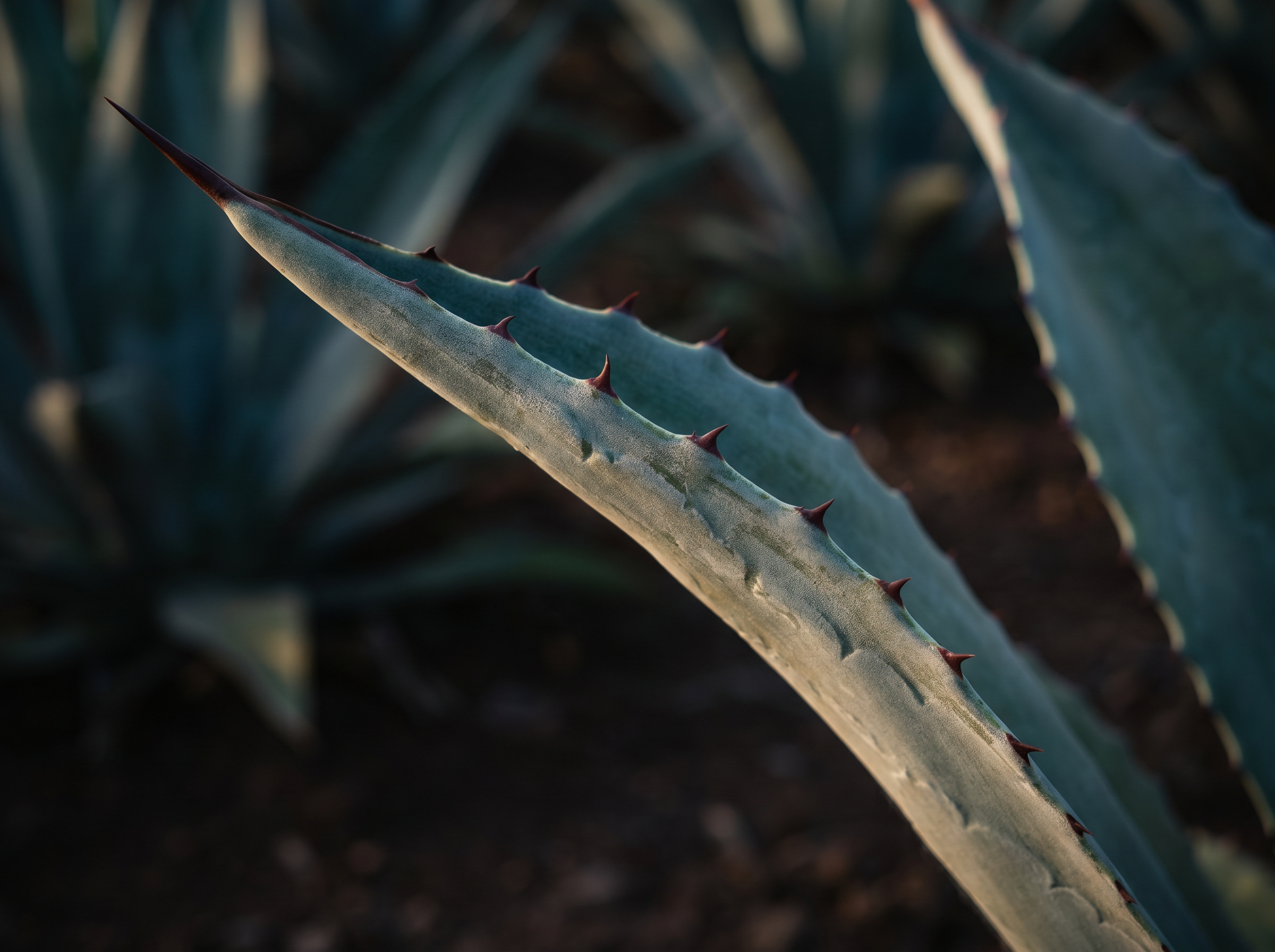 Agave en crecimiento